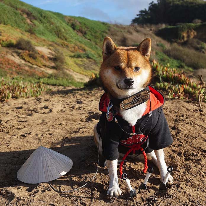 Japon ce qui a sauvé le Shiba de l'extinction