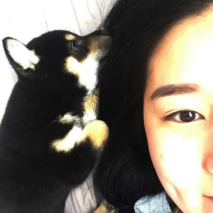 Japon ce qui a sauvé le Shiba de l'extinction