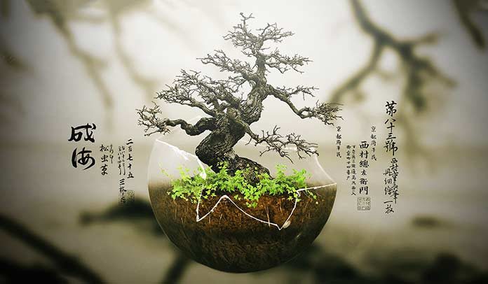01_hiroshima_bonsai