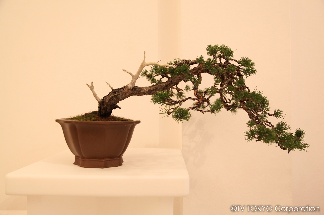 Bonsai Warrior 3