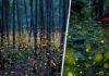 Japon : des milliers de lucioles offrent un spectacle extraordinaire