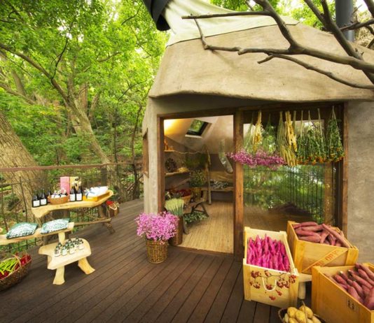 La plus grande cabane du Japon est construite dans cet arbre tricentenaire