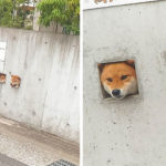 3 Shiba coincent leur tête en recherche d’attention et le web s’affole