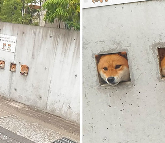 3 Shiba coincent leur tête en recherche d’attention et le web s’affole