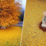 Cet arbre vieux de 1400 ans offre un spectacle doré saisissant