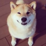 05_shiba_inu