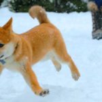 shiba_extinction