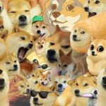 shiba_inu