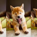shiba_inu_2