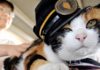 Tama, le chat qui a sauvé une ville japonaise