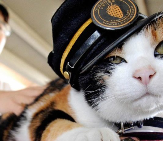 Tama, le chat qui a sauvé une ville japonaise