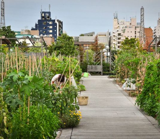 Une ferme écologique en plein cœur des gratte-ciel de Tokyo