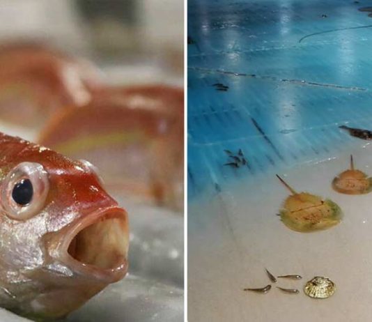 Des poissons morts comme décoration, des japonais signifient leur colère