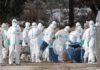 Alerte grippe aviaire au Japon : un demi-million d’animaux tués. Ce que vous devez savoir…