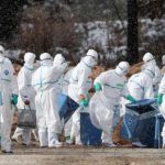 Alerte grippe aviaire au Japon : un demi-million d’animaux tués. Ce que vous devez savoir…