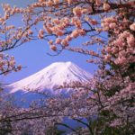 fuji_sakura