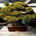 Ce bonsaï qui a survécu à Hiroshima fête ses 392 ans !