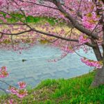 Les Sakura sont déjà en fleurs à Kawazu ! Visite éblouissante…