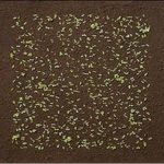 01_japon_journal_fleur