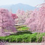 Ces pruniers pleureurs offrent un spectacle divin. La preuve en image !