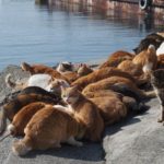 23798517084_f955fd2394_o