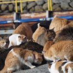 23799924433_6b02b835d0_o