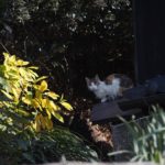 24058915119_d81eac8b0e_o