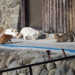 24058925179_2669815133_o