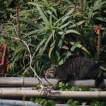 24131092020_e86a5d22fb_o