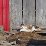 24131117170_887d5b08ee_o