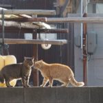 24131124820_ff323ebb14_o