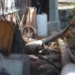 24400479106_368e840c01_o