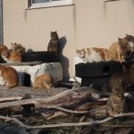 24426691275_d7cfbb0ef5_o