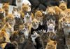 Pourquoi les îles aux chats japonaises sont vouées à disparaître