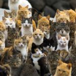 Pourquoi les îles aux chats japonaises sont vouées à disparaître