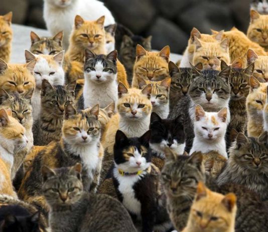 Pourquoi les îles aux chats japonaises sont vouées à disparaître