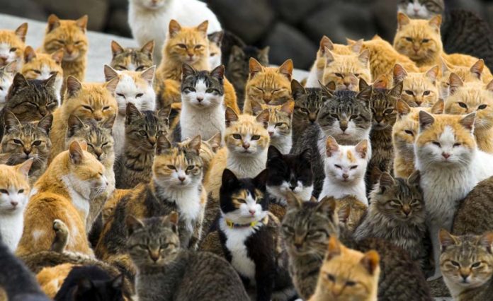 Pourquoi Les Iles Aux Chats Japonaises Sont Vouees A Disparaitre