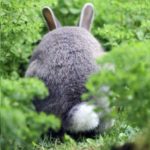 Une nouvelle espèce découverte à Fukushima alerte l’humanité