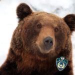 Japon : un ours sauvage aide la police à arrêter 3 voleurs