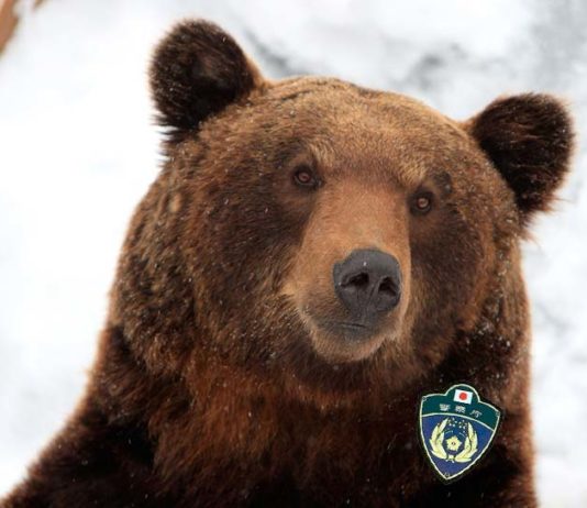 Japon : un ours sauvage aide la police à arrêter 3 voleurs