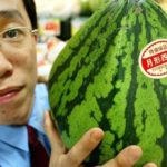 2000€ la pastèque ? Les dessous du business des fruits de luxe au Japon