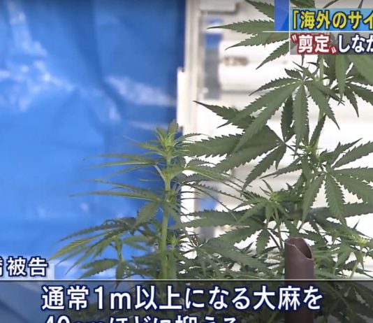 Un Japonais cultivait du cannabis sous forme de Bonsaï