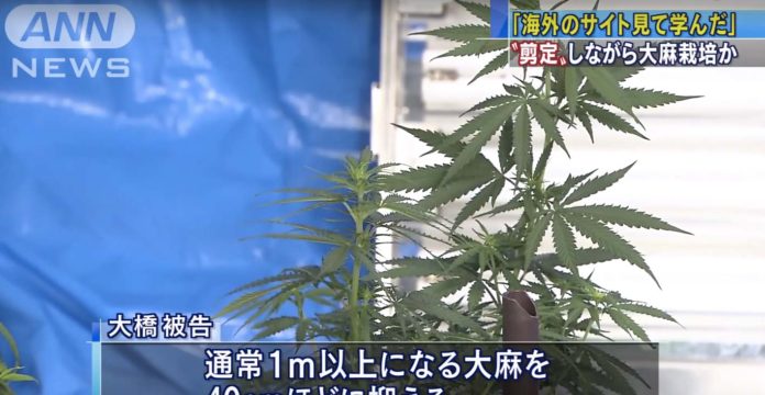 Un Japonais Cultivait Du Cannabis Sous Forme De Bonsai