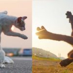 Les chats karatékas du photographe Hisakata Hiroyuki