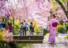 Japon : les destinations à visiter absolument au printemps !
