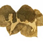 A-Candle-of-Decalcomenie