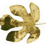 Sowing-seeds-with-Key-LimePie