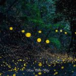 21227133_1987555971474497_6