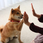 shiba 2