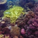 39251475510_32692d7035_o